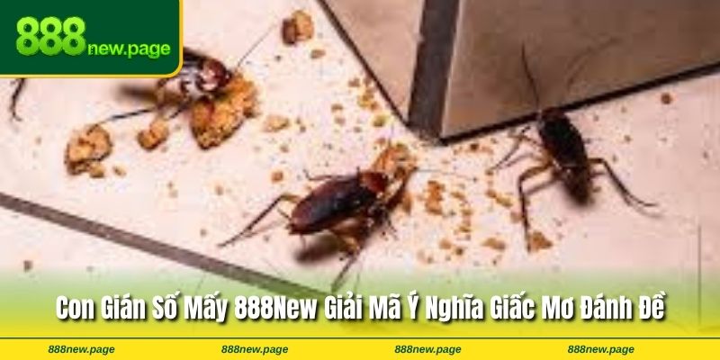 Con Gián Số Mấy