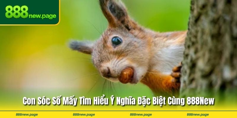 Con Sóc Số Mấy