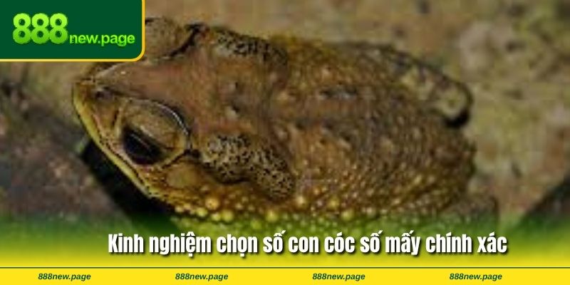 Kinh nghiệm chọn số con cóc số mấy chính xác