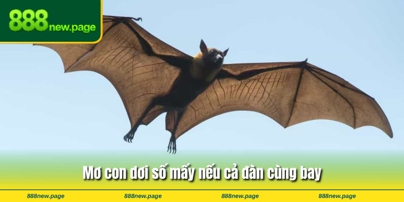 Mơ con dơi số mấy nếu cả đàn cùng bay