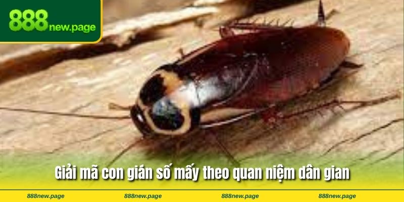 Giải mã con gián số mấy theo quan niệm dân gian