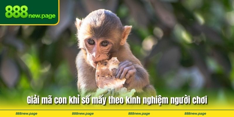 Giải mã con khỉ số mấy theo kinh nghiệm người chơi