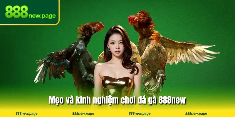 Mẹo và kinh nghiệm chơi đá gà 888new