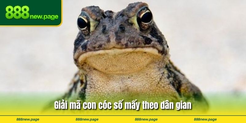 Giải mã con cóc số mấy theo dân gian