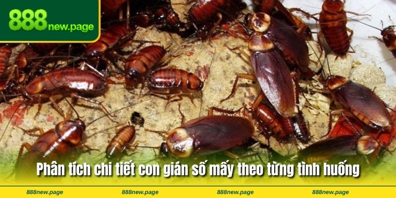 Phân tích chi tiết con gián số mấy theo từng tình huống