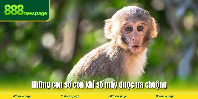 Những con số con khỉ số mấy được ưa chuộng