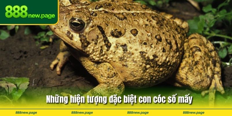Những hiện tượng đặc biệt con cóc số mấy