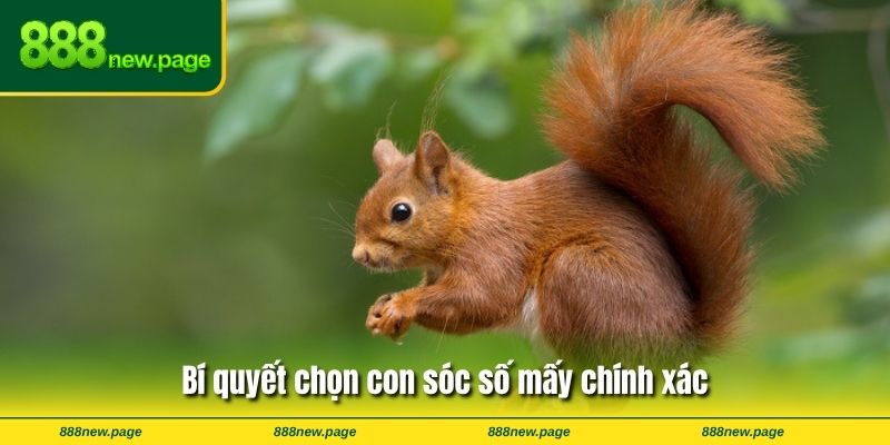 Bí quyết chọn con sóc số mấy chính xác