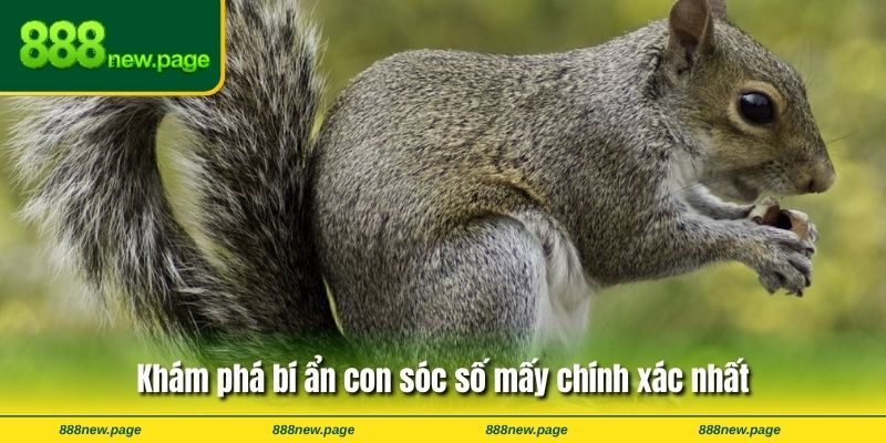 Khám phá bí ẩn con sóc số mấy chính xác nhất
