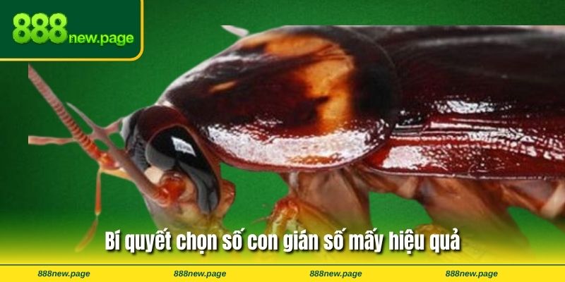 Bí quyết chọn số con gián số mấy hiệu quả