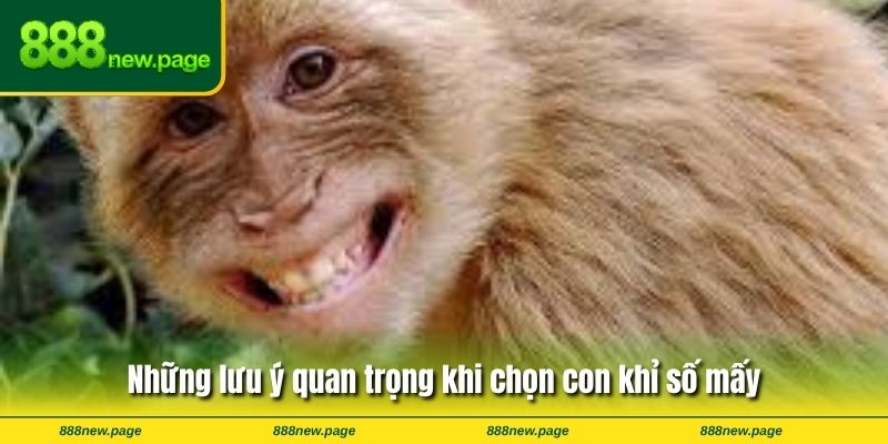 Những lưu ý quan trọng khi chọn con khỉ số mấy